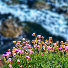 Seapinks in Liscannor PHOTO PRINT