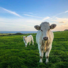 Liscannor Cow and Calf PHOTO PRINT