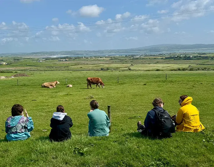 watching cows