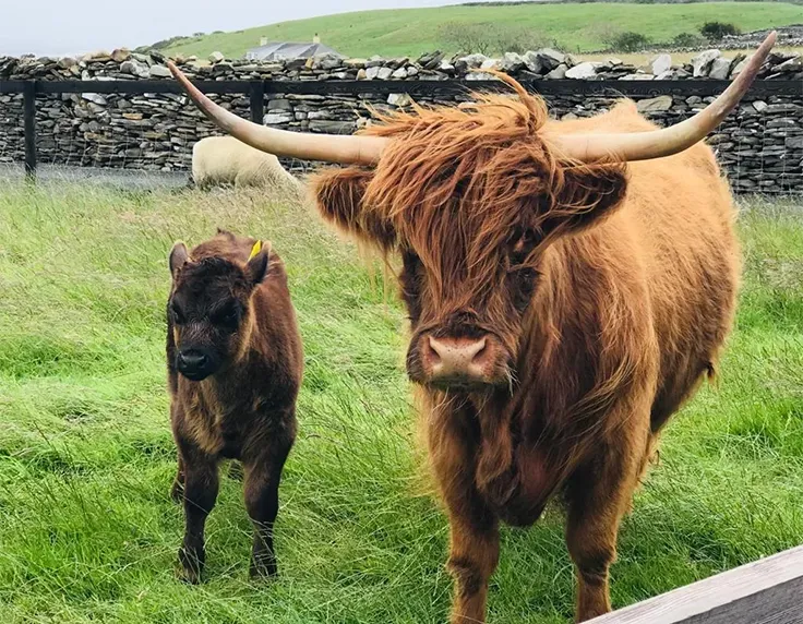 Cow and calf in field with stone wall boarder
