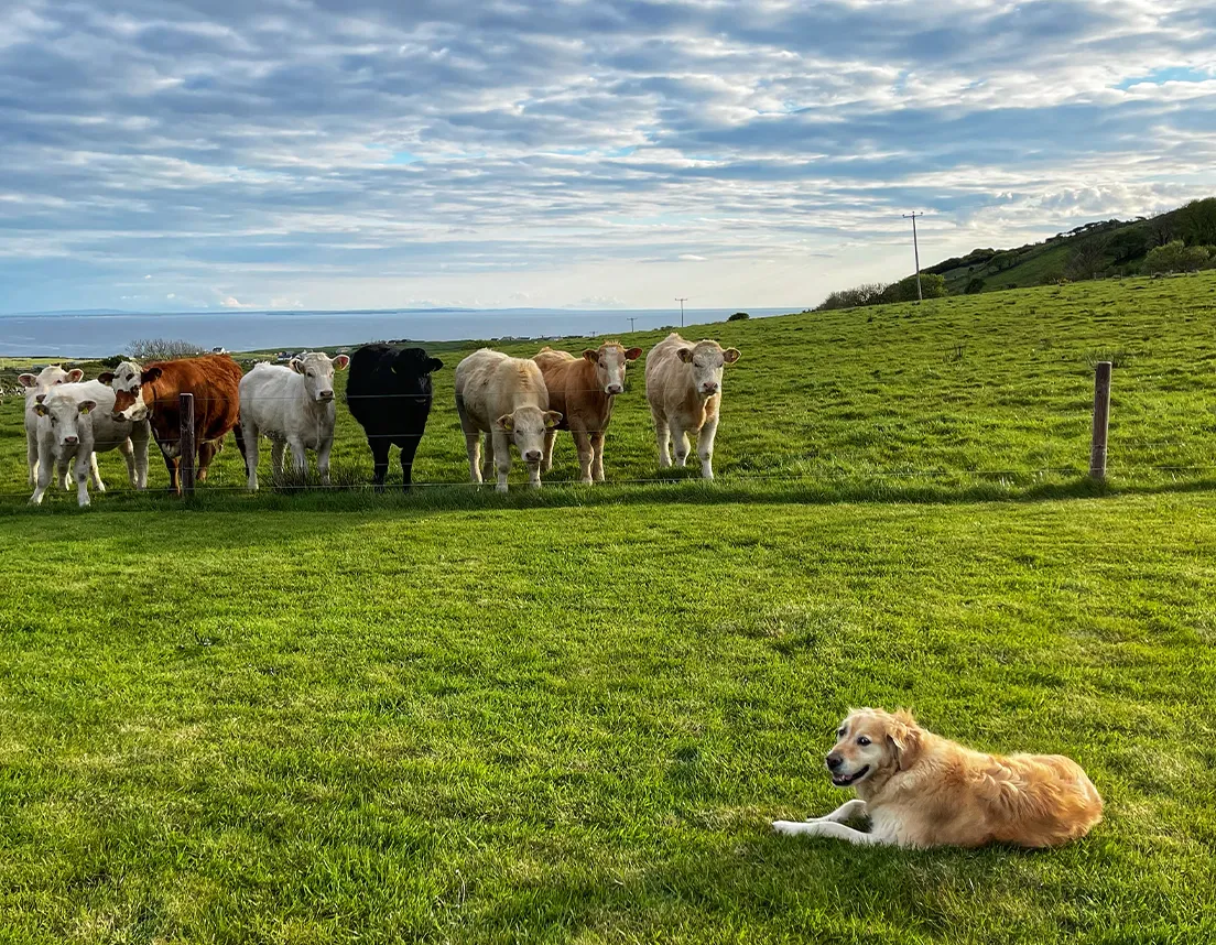 Dog lying down in front of cows