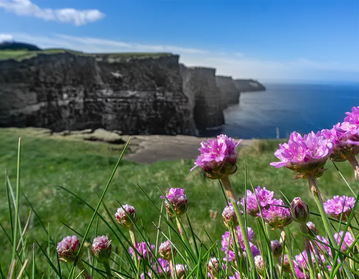 Flowers with cliffs in background