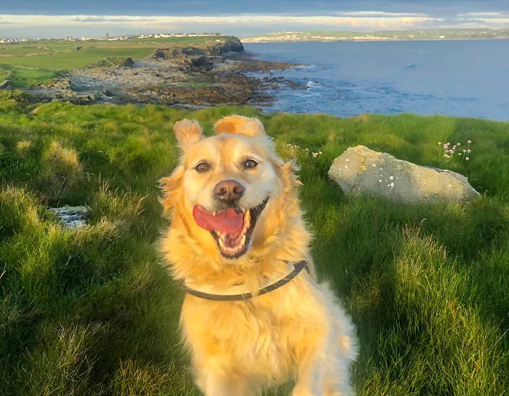 Happy dog jumping with cliffs in background