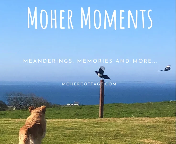 dog running to post text