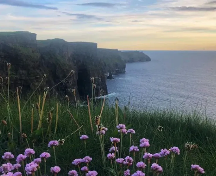 flowers grass over clifftops